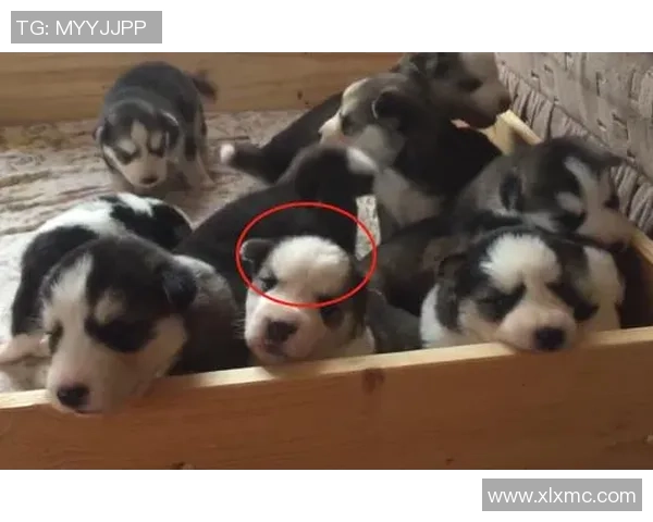 哈士奇足球:探索可爱犬种与激情运动的完美结合之旅 哈士奇足球:探索可爱犬种与激情运动的完美结合之旅